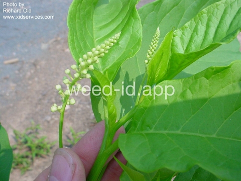 pokeweed, common